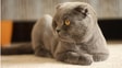 scottish fold